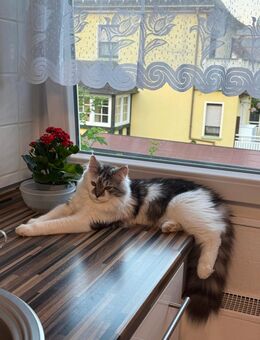 Main Coon Perser mix - Bad Ems