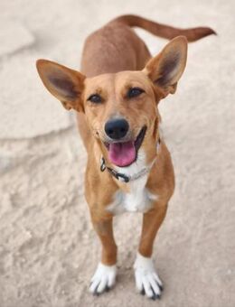 Macaria - Zuhause gesucht - Duisburg