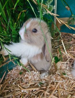Zwergwidder Hase Kaninchen - Saaldorf-Surheim