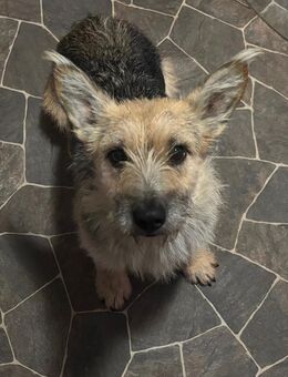 Süße herzige kleine Hündin sucht ein 5 ⭐️zuhause - Zapfendorf