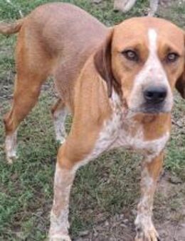 Ada sucht ihre Familie - Weilheim (Oberbayern)