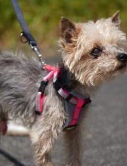 Bobi sucht ein neues Zuhause - Duisburg