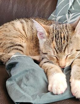 Kleine Katze weiblich sucht neues Zuhause - Duisburg