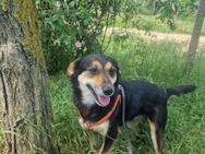 Greta; Sanftmut auf vier Pfoten - Geilenkirchen