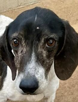 POLDO - aussortierter Jagdhund-Opi - Dänischenhagen