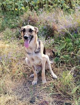 Senta; schwer verletzt auf sich gestellt - Geilenkirchen