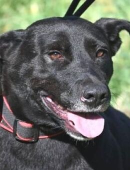 EBONY ist traurig - Gefrees