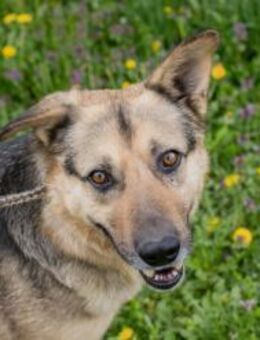 NANDO - sehr aktiv und verspielt - Overath