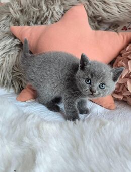 Britisch Kurzhaar Kitten - Baunatal