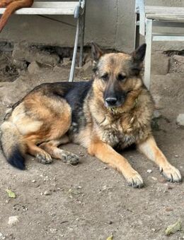 Ich heiße Cheri .... - Frankfurt (Main)