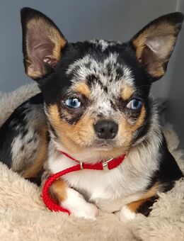 Little Tim - Chihuahua - 4 Monate - Tierhilfe Franken e.V. - Lauf (Pegnitz) Zentrum