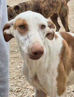 MILKY BAY ❤️ absoluter Herzenshund - Neudenau