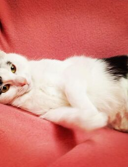 Amy & Lina Schmusekätzchen 18Wo. Tiger & schwarz-weiß Kinderlieb Hunde erfahren Kitten Kätzchen Katzenbaby - Freiensteinau