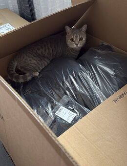 Katzen - Schleswig Zentrum