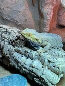 Bartagame inkl. Terrarium abzugeben. in 21220