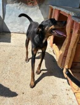 Benno; eingesperrter Laufhund - Geilenkirchen