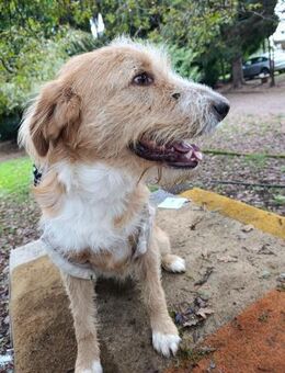 Pocket-Traumhund sucht Neuanfang - Berlin