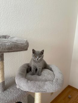 BKHKitten mit Stammbaum - Bayreuth