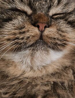 🐾 Perser Katze – 1 Jahr alt 🐾 - Frankfurt (Main)