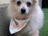 🐶 Robin Kleiner Herzensbrecher - Kassel