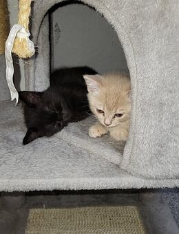 Britisch Kurzhaar Kitten suchen liebevolles Zuhause - Heddesheim