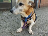 Charls Jackrussel - Mülheim (Ruhr)