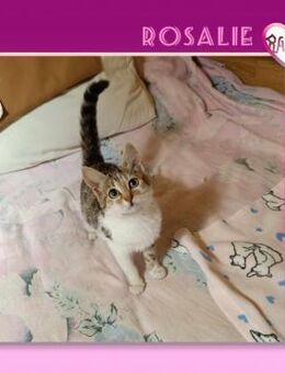 Rosalie sucht ihr Körbchen - Alfeld (Leine)