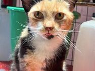 Cookie aus dem Tierschutz - Grevenbroich
