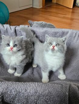 Bildschöne BKH Kitten Britisch Kurzhaar - Erfurt