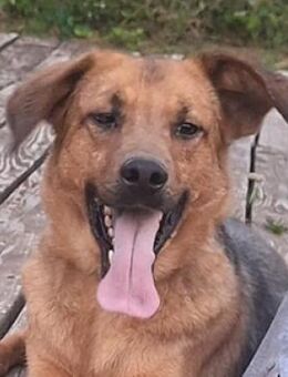 JOKER wurde auf der Strasse gefunden - Gefrees