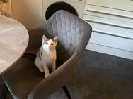 Wunderschöner Kater sucht liebevolles Zuhause - Bochum
