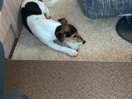 Jack Russel - Wittenburg