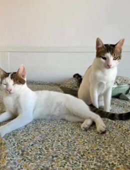 Jupiter& Snickers freundliches Dreamteam - Unterföhring