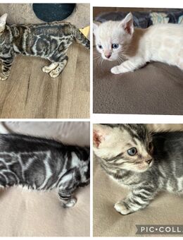 Wunderschönen Bengal Kitten mit Stammbaum - Dortmund