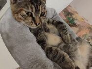 Lucy sucht Ihr für immer Zuhause - Herne