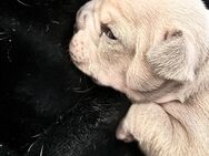 Wunderschöne Freiatmende Französische Bulldogge - Groß Zimmern