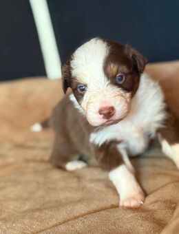 Australian Shepherd Welpen - Oberweser