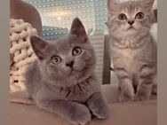 ♥️ Bkh Babykatze Britische Baby Katzen ♥️ - Wesseling