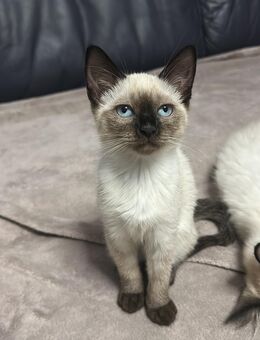 2 süße Siam-Kitten Weibchen zu verkaufen - Heidenau (Sachsen)