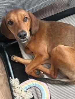 Quirlige Lilly sucht den passenden Platz - Schmitten