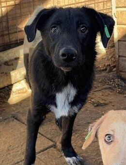 VANJO ~ eine schwarze Schönheit - Duisburg