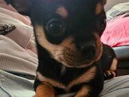 Chihuahua Welpen suchen ein Zuhause - Chemnitz