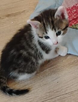 besonders süßes Katzenbaby - Berlin Steglitz-Zehlendorf