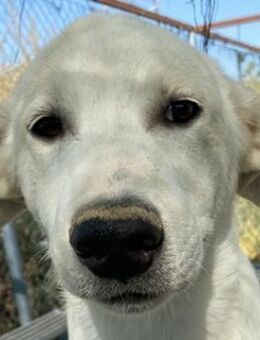 Tassilo, geb. ca. 04/2021, Griechenland - Euskirchen