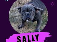 Sally - Franz.Bulldogge - Frankfurt (Main)