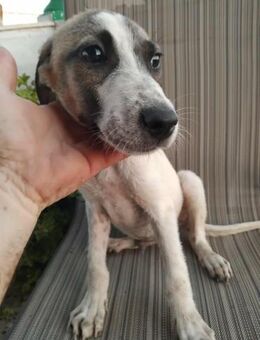 🩵 TOMMY 🩵 - SUCHT SEINE FAMILIE - Alfeld (Leine)