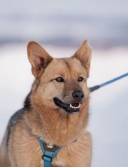 Cleo, aktiv und selbstbewusst - Süderholz