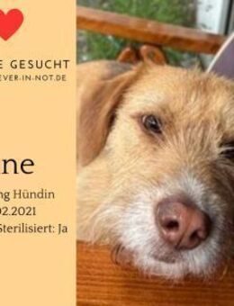 Jane sucht endlich ihr Glück - Lippetal