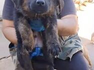 Teddy wartet im Tierheim - Köln