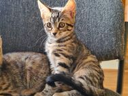 Bengal-Maine Coon Mix Kitten - Stützengrün
